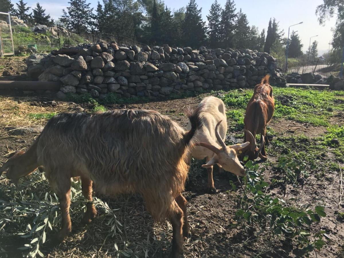 Suite Truck- Natura Eco Farm Esterno foto